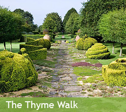 The Thyme Walk